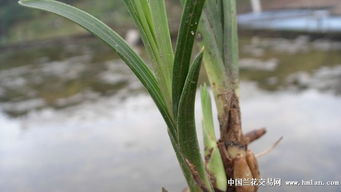蕙兰叶子发黑，是浇水过多还是病虫害