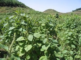 紫苏（白苏、赤苏、红苏、香苏、黑苏、白紫苏）的种植方法有哪些区别