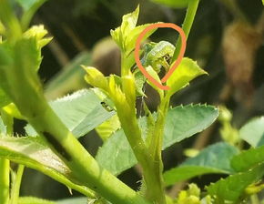 月季青虫防治：杀虫剂使用与副作用探讨