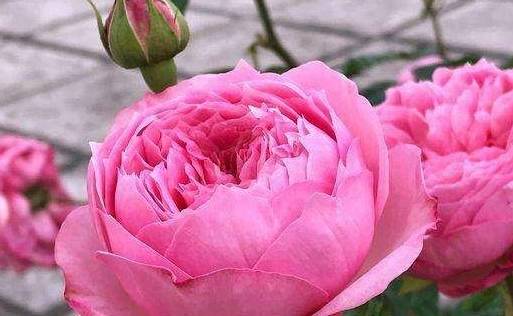 月季生病用什么药蕞有效？