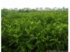 咱们的苗圃基地， 历史悠久