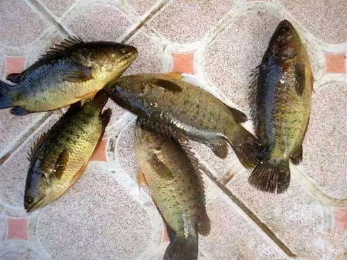 罗非鱼对哪些鱼料有忌讳，有没有什么特定的鱼料它根本不吃？