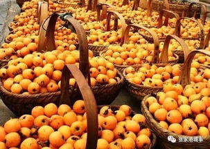 “枇杷品种排行，甜味首选！”