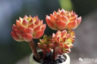 叶黄褥花易受哪些虫害侵扰？