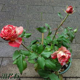 蓝色情歌月季， 花儿的蓝色梦幻