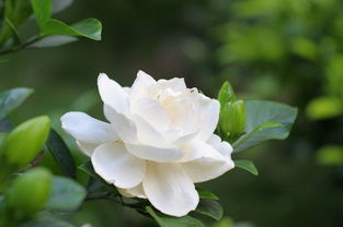 栀子花发黄是缺铁还是缺水？