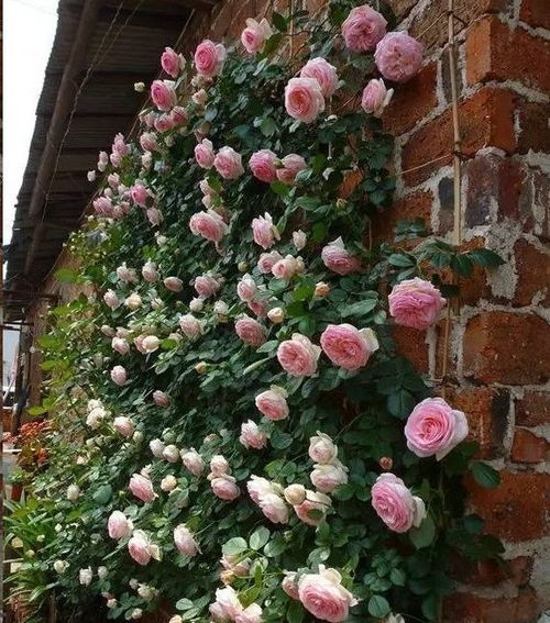 选对品种，是成功的开始