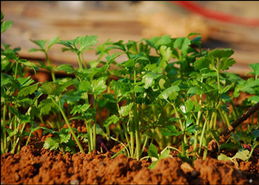 第四步：防治香菜锈病的注意事项