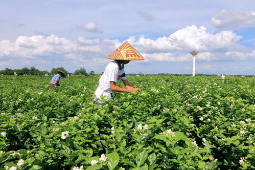 浙江金华婺城茶花带领村民致富，茶花产业助力乡村振兴