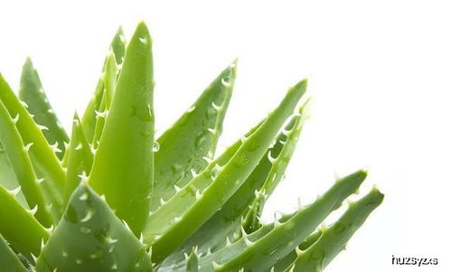 小雅的芦荟经验：年年爆盆的秘密