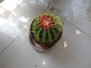 仙人球的花语究竟蕴含着怎样的美丽语言