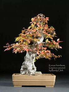 养护管理，紫藤的守护者