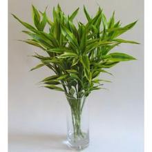 还有呢， 富贵竹，幸运树，dou好