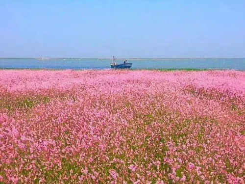 赏花之旅，探寻春天花海中常见花卉的美丽与魅力