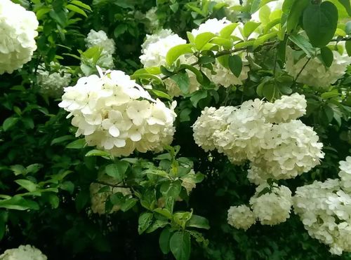 养护秘诀， 张师傅传授“三控两晒”法