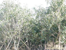 桃花梨花俏枝头，价格也不便宜哦！