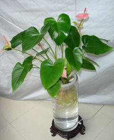 水培花卉如何移植到土壤中？移植后能否适应新环境