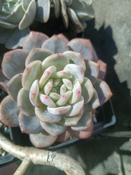 橙梦露多肉色泽艳丽，耐寒