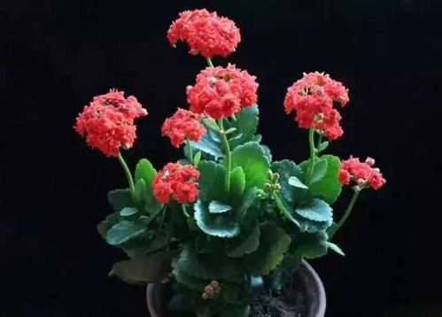 送马蹄莲花有什么特殊寓意吗？它代表什么美好的祝愿