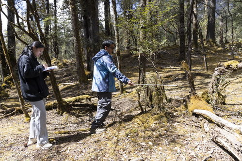 实生树的身份证特征