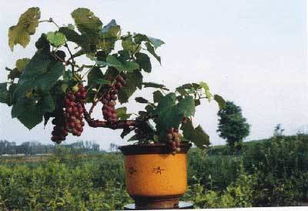 葡萄与草莓的盆栽选择与种植技巧