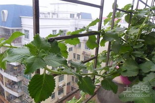 黄瓜种植，家庭种植方法简单易行