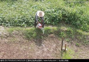 浇水，学问大着呢