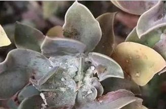 花盆小白虫怎么去除？75%酒精喷杀，简单有效！