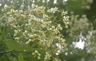 山东临沭：国槐树的故乡