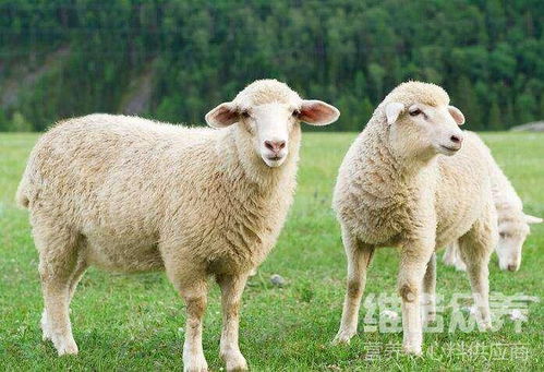 易致便秘饲料危害绵羊健康