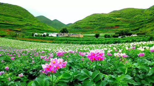 北葵向暖， 南栀倾寒