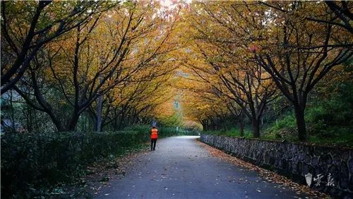 一、金叶榆球：金黄色的叶子，温暖的家