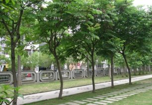 栾树病虫害防治方法与技术措施中，如何有效防控栾树病虫害的发生与蔓延