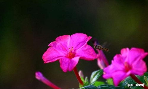 揭秘：为什么有些花不适合在家里养护？