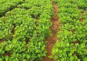 花生地里的烦恼：杂草丛生怎么办？