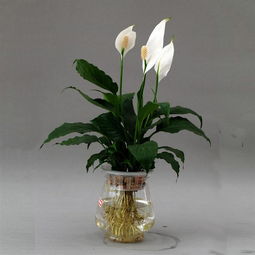 室内适生白花榜（2025年十城实测）