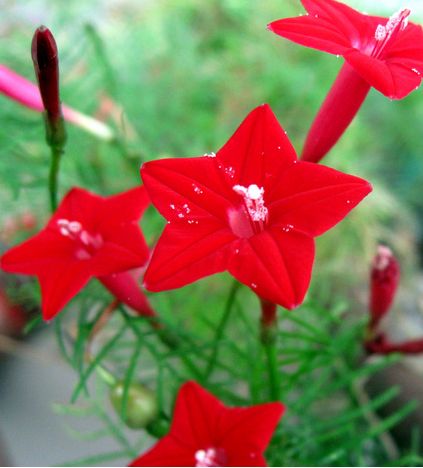 茑萝花种植时间揭秘