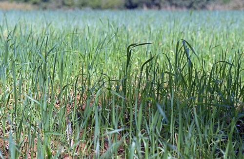 北方种植好草， 全年收割不愁