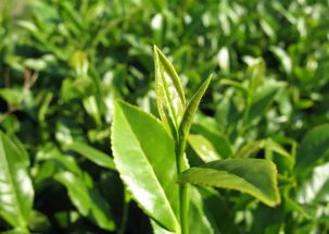 碱水浸泡法：碱水Neng溶解农药，神奇吧！