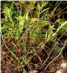地环属于哪种植物类别？它究竟属于哪一类植物