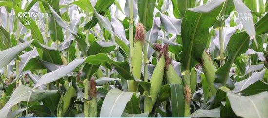 桃树苗培育要点：选良种、适地栽植、科学管理