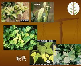 锰元素对植物生长有何关键作用？在植物生理过程中扮演着怎样的角色
