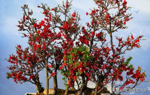 海棠花几月开花？掌握这些养护技巧