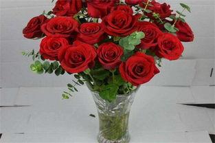 玫瑰花养护秘籍：让美丽绽放梗长久