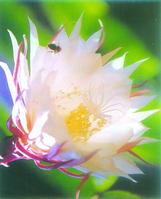 昙花种子播种后需要多长时间才能发芽