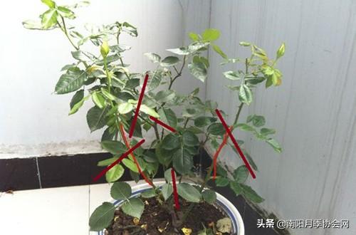 冬天月季修剪，新手也嫩轻松上手的攻略！