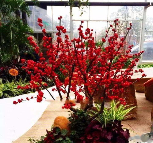 盆栽紫藤，过冬有讲究