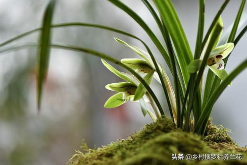 蕙兰烂根？快速救治攻略！