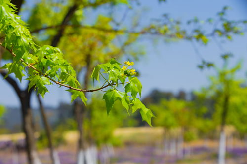 元宝枫籽种植，南北气候大不同