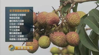 海南荔枝早熟品种在什么时间成熟，能享受到黄金赏味期吗